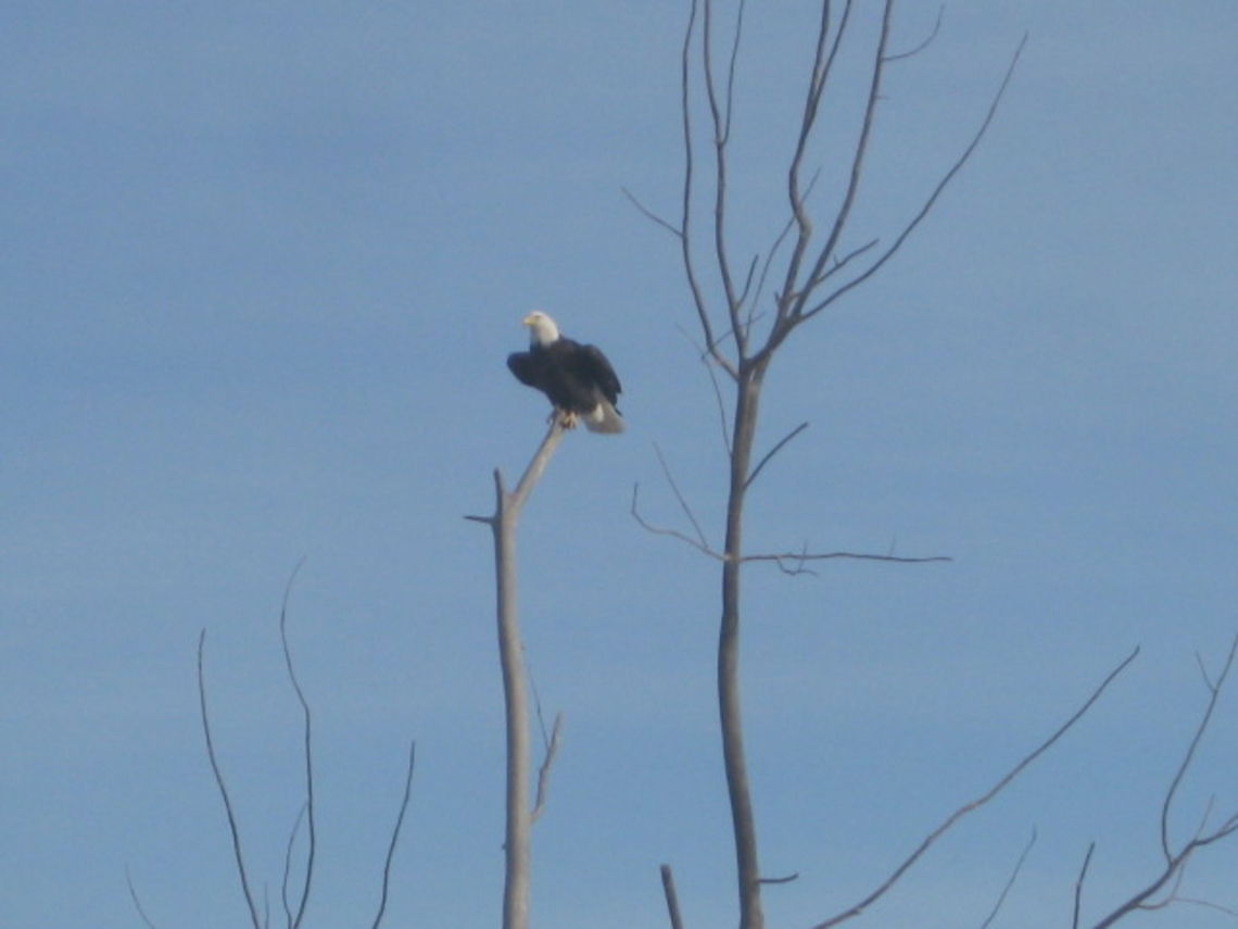 Eagle in the tree  Bald Eagle,Blue sky,Haliaeetus leucocephalus,North Dakota