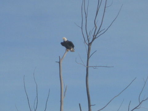 Eagle in the tree  Bald Eagle,Blue sky,Haliaeetus leucocephalus,North Dakota