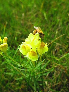 A bee loves his pollen.  Butter-and-eggs,Linaria vulgaris,bee,flower,nature