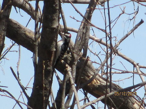 Hairy Woodpecker feasting in the trees Hairy Woodpecker's are back in North Dakota Birds,Downy woodpecker,Dryobates pubescens,Hairy Woodpecker,Hairy woodpecker,Leuconotopicus villosus,North Dakota,Picoides villosus