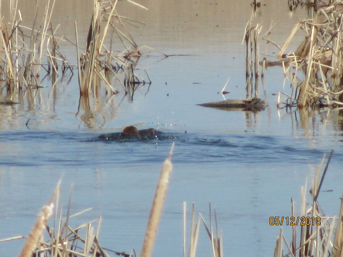 Muskrat's in play Muskrat&#039;s Muskrat,Ondatra zibethicus