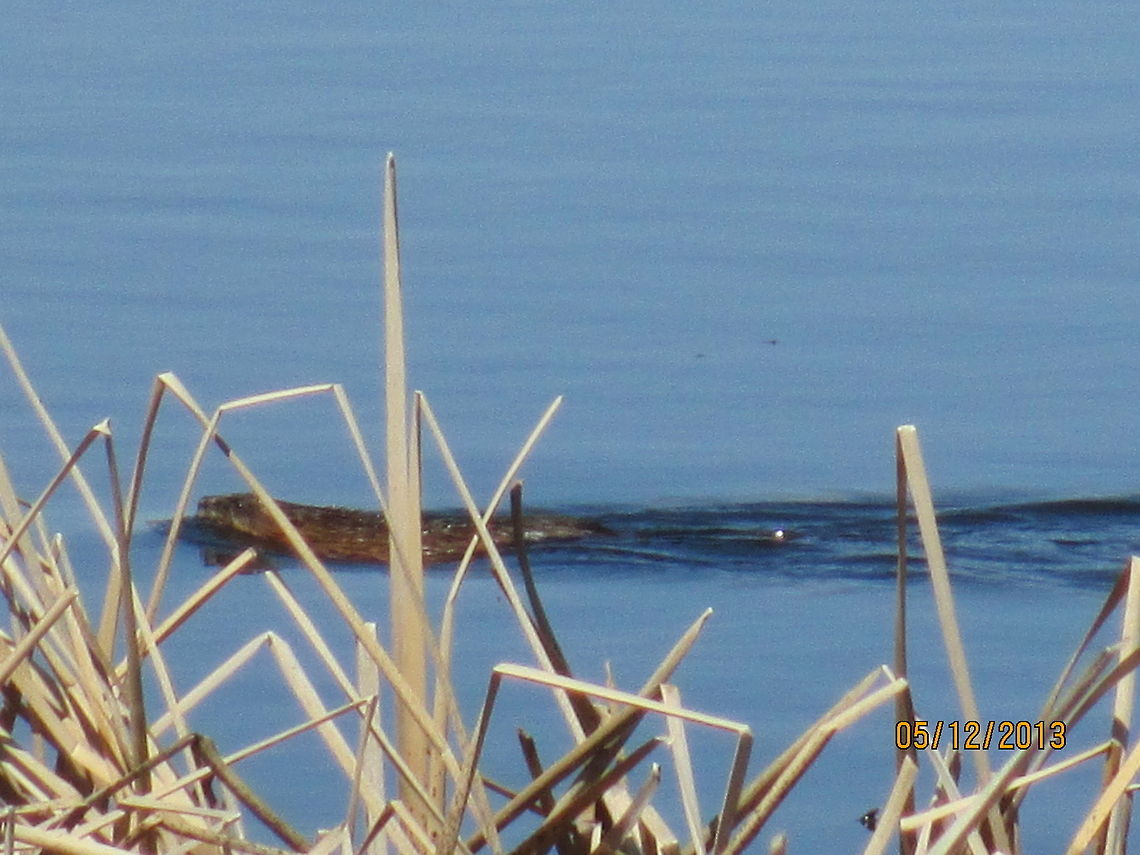 Muskrat Muskrat swimming in the water on a sunny day. Muskrat,Ondatra zibethicus
