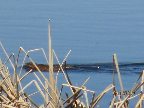 Muskrat Muskrat swimming in the water on a sunny day. Muskrat,Ondatra zibethicus