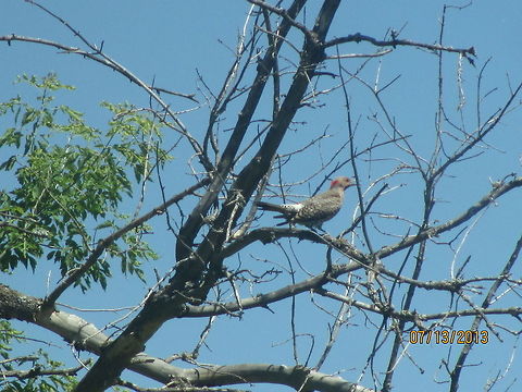 Northern Flicker in the trees  Colaptes auratus,Northern Flicker