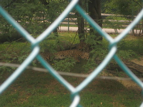 Not a care in the world Not a care in the world this Cheetah just spoke to me. This was also taken at the Cleveland Zoo. Acinonyx jubatus,Cheetah,Cleveland Zoo,United States
