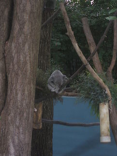 Koala sleeping To this also at the Cleveland Zoo. Cleveland Zoo,Koala,Phascolarctos cinereus,United States,Zoo