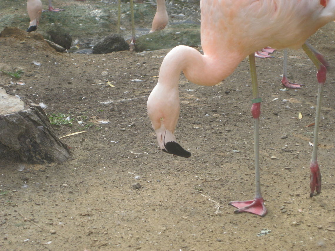 Pink Flamingo A day at the Cleveland Zoo. I just love the way you can look in to his eye. Birds,Chilean Flamingo,Phoenicopterus chilensis,Pink Flamingo,Zoo
