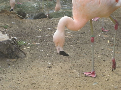 Pink Flamingo A day at the Cleveland Zoo. I just love the way you can look in to his eye. Birds,Chilean Flamingo,Phoenicopterus chilensis,Pink Flamingo,Zoo