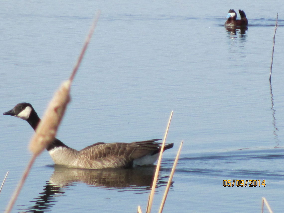 Goose on the pond  Birds,Branta canadensis,Canada Goose,North Dakota,Oxyura jamaicensis,Ruddy duck,birdnature,stiff-tailed duck,water