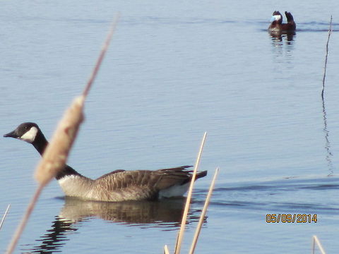 Goose on the pond  Birds,Branta canadensis,Canada Goose,North Dakota,Oxyura jamaicensis,Ruddy duck,birdnature,stiff-tailed duck,water