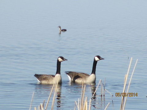 Just the pair.  Branta canadensis,Canada Goose,North Dakota,Water Birds,nature,water