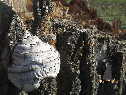 Mushroom killing the tree I think this is a Tinder Polypore. If anyone has a better idea drop my a line. Fomes fomentarius,Fungus,North Dakota,True Tinder Polypore,nature,wood mushroom