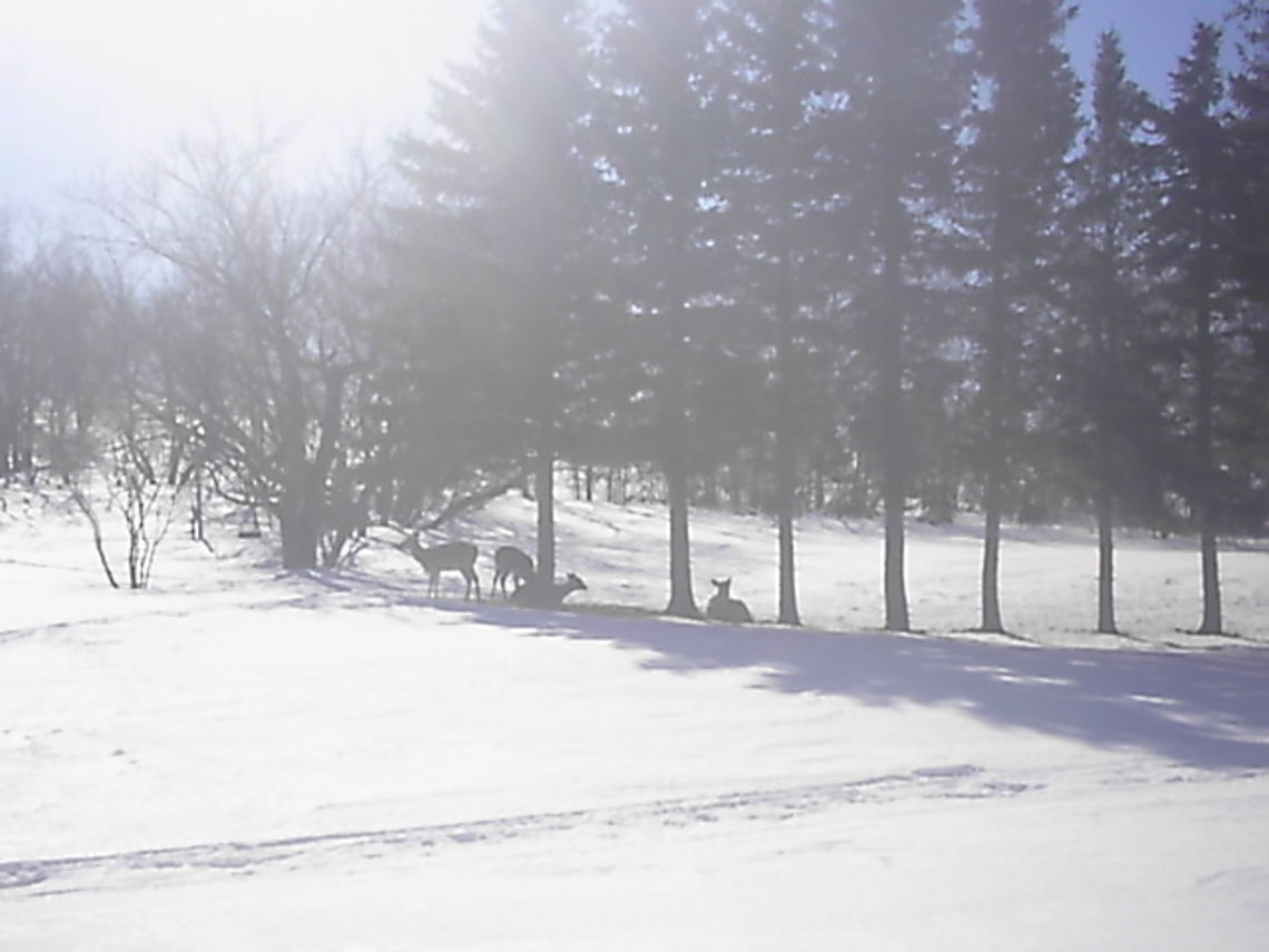 Deer Asleep In The Winter Sun I was looking out my kitchen window one winter day and came across these doe's getting some much need rest. Denhoff,Doe,North Dakota,Winter 2012,landscape,snow