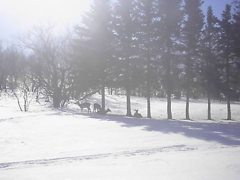Deer Asleep In The Winter Sun I was looking out my kitchen window one winter day and came across these doe's getting some much need rest. Denhoff,Doe,North Dakota,Winter 2012,landscape,snow