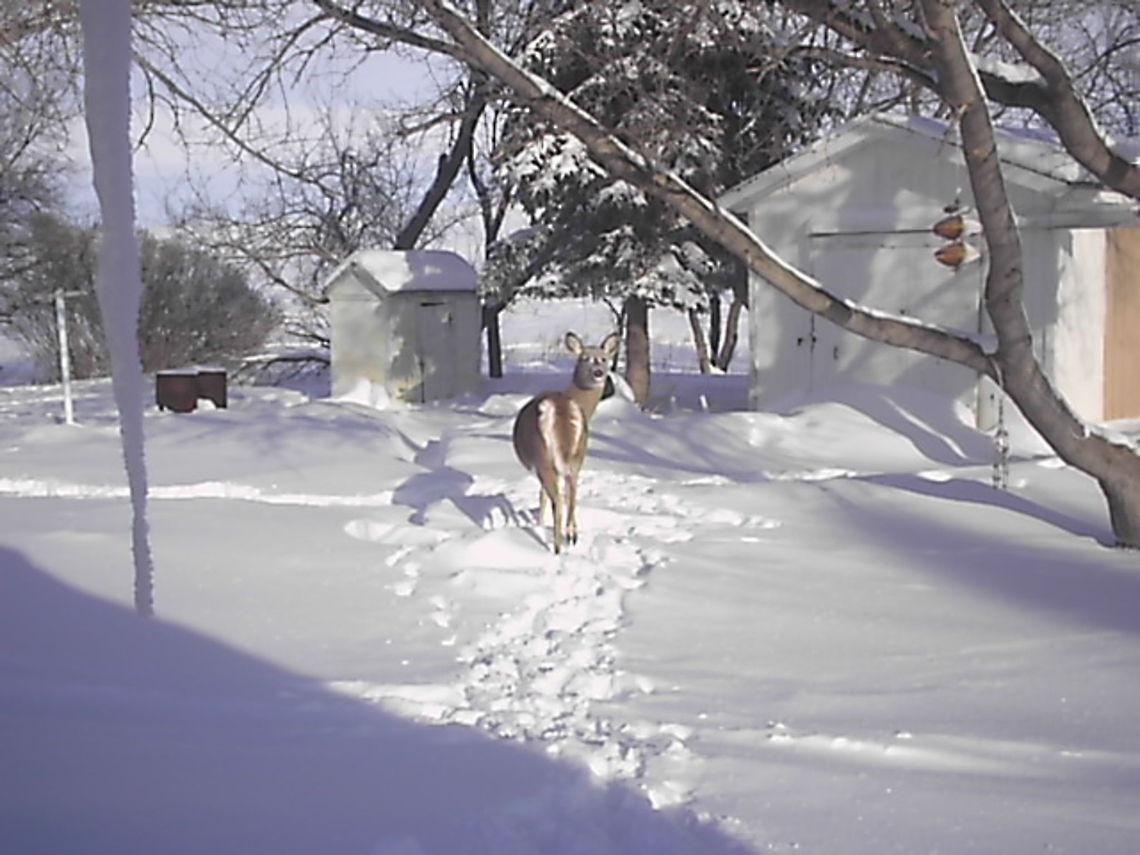 Who Are You Look'n At I stepped out my back door to catch this Doe going thru my yard. She just looked at me like what can I help you. Doe,North America,North Dakota,Odocoileus virginianus,White-tailed Deer,Winter,landscape,snow,wildlife