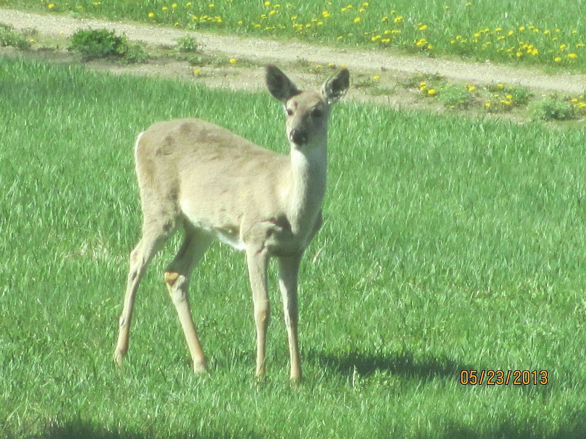 Doe In Spring  Denhoff,Doe,North America,North Dakota,Odocoileus virginianus,White-tailed Deer,wildlife