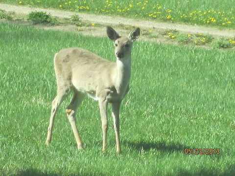 Doe In Spring  Denhoff,Doe,North America,North Dakota,Odocoileus virginianus,White-tailed Deer,wildlife