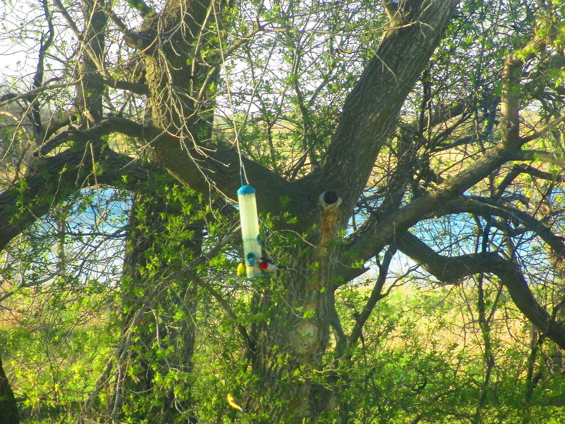 Birds On My Feeder! I have been getting a lot of birds on my feeders and my husband said one of these birds are really rare to see. Well any way we have been getting a lot of both. American Goldfinch,Birds,Denhoff,North America,North Dakota,Pheucticus ludovicianus,Rose-breasted Grosbeak,Rose-breasted grosbeak