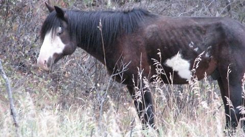 Free Horse  Badlands National Park,North America,North Dakota,Theodore Roosevelt National Park,Wild horse