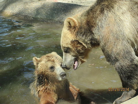 Bear Love I took this at the Zoo in Bismarck North Dakota. Bismarck,Brown Bear,Geotagged,Grizzly bear,North America,North Dakota,United States,Ursus arctos horribilis,Zoo