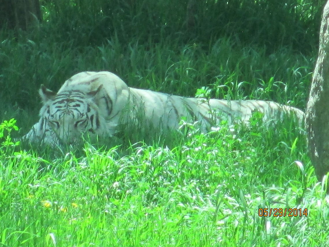 Tiger sleeping in the sun  Bengal tiger,Bismarck,North America,North Dakota,Panthera tigris tigris,Siberian Tiger,Zoo