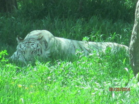 Tiger sleeping in the sun  Bengal tiger,Bismarck,North America,North Dakota,Panthera tigris tigris,Siberian Tiger,Zoo