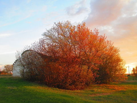 Denhoff with the burning tree.  Denhoff,Landscapes,North America,North Dakota