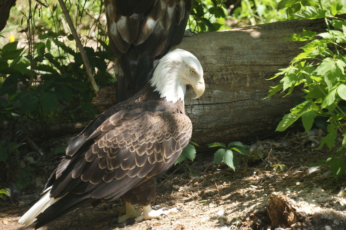 Bald Eagle  Bald Eagle,Haliaeetus leucocephalus,North America,North Dakota,zoo