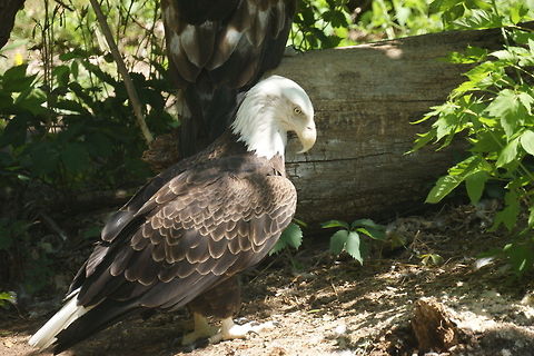 Bald Eagle  Bald Eagle,Haliaeetus leucocephalus,North America,North Dakota,zoo