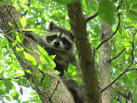 Baby Raccoon Baby in the trees! My son and I were going for a walk in our town of 16 and we heard a strange sound. We whent to look for the sound and up in the trees we found a family of raccoons in the tree. 6 of them 2 of us. Wow what a sight.
 Baby raccoon,North America,North Dakota,Procyon lotor,Raccoon,wildlife