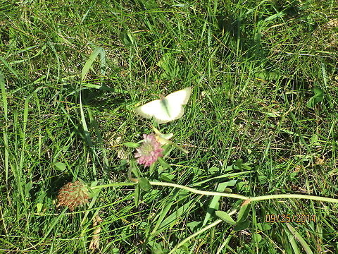 Butterflies in flight We went for a walk my son and I and he wanted me to take some pic's of these butterflies. North America,North Dakota,butterflies,wildlife