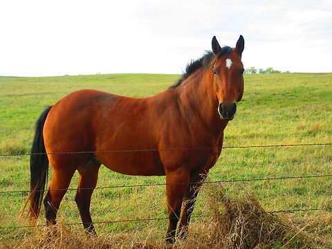 Just a beauty. This great horse at the edge of town wanting a lot of love. So great we had to stop and pet him with my son. Domestic horse,Equus ferus caballus,Farmlife,Horse,North America,North Dakota,farmland