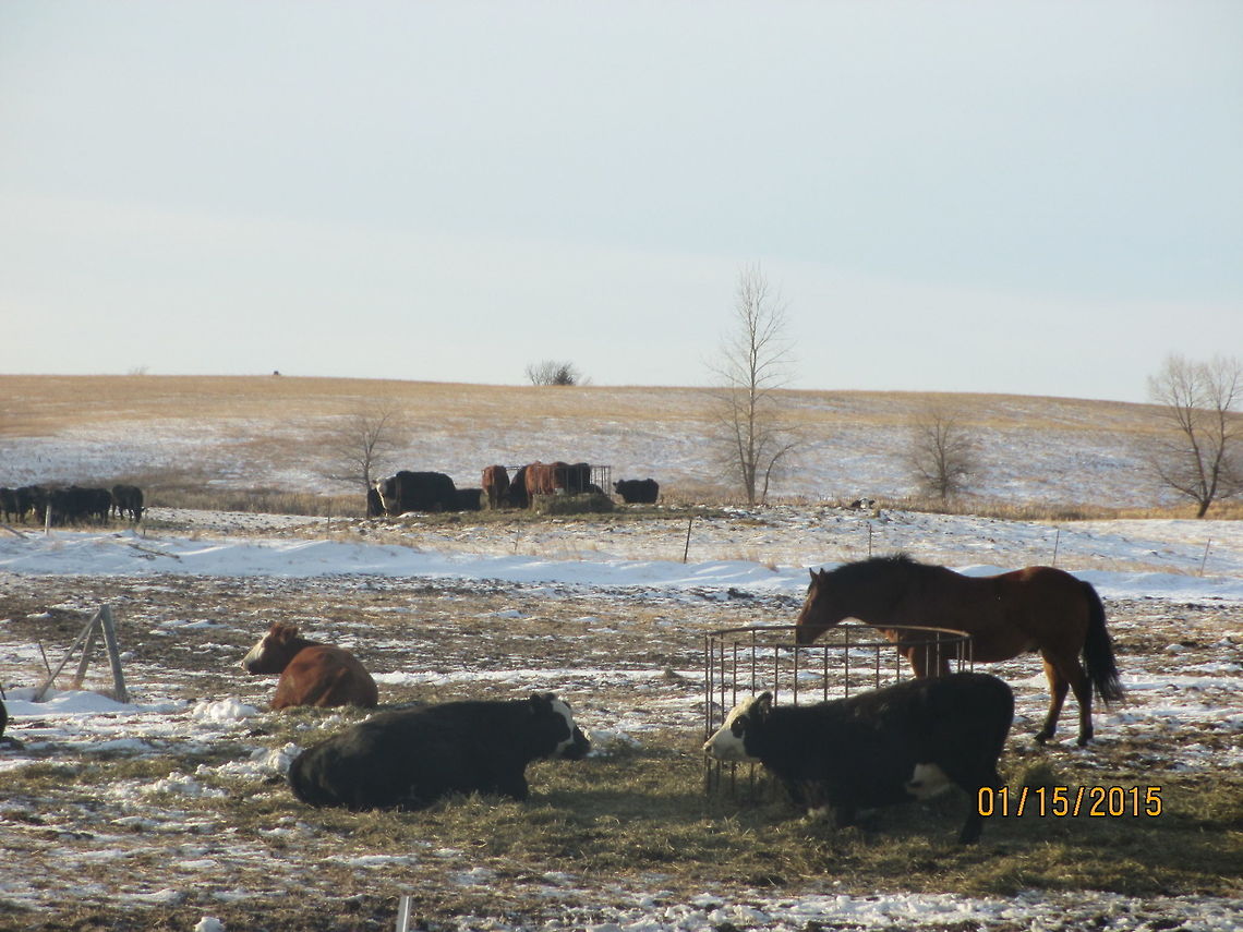 029  Bos primigenius taurus,Cattle