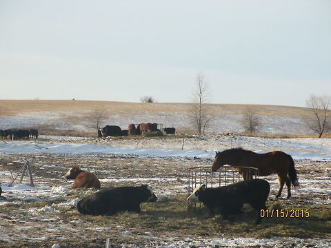 029  Bos primigenius taurus,Cattle