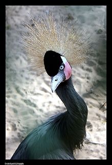 Lift up the head princess..If not the Crown falls..!!! Exif Info
Cam- Canon 550D
Lense-18-55 IS
Focal length-55mm
f-stop 5.6
Shutter speed-1/250
ISO- 400 Balearica pavonina,Black Crowned Crane