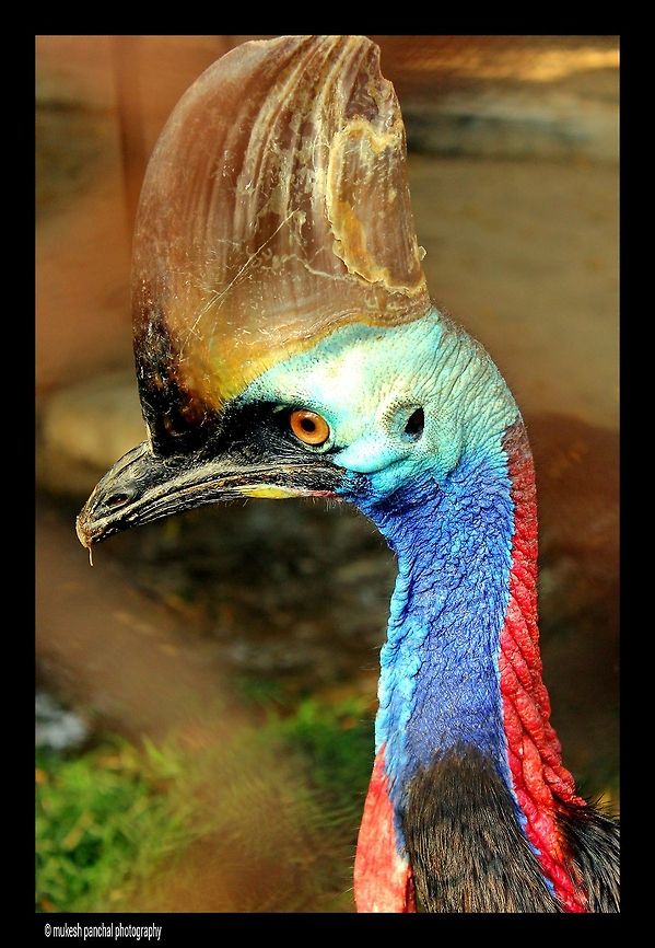 Birds of paradise..!!!I <br />
<br />
Shot @ Kankariya Ahemadabad ! <br />
<br />
The Southern Cassowary, the third tallest and second heaviest living bird, smaller only than the ostrich and emu.found in northeastern Australia..this one is in captivity..!!!<br />
<br />
Exif info Cam-550D<br />
Lense 18-55<br />
Focal length -55mm<br />
f stop-5.6<br />
Shutter speed-250<br />
ISO -400 Casuarius casuarius,Southern Cassowary