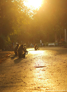 Friendship is the shadow of the evening, which increases with the setting sun of life..!!! Shot @ kamathibaug vadodara,Gujrat,India.

Exif info

Cam-Canon 550D
Lense-18-55
Focal length-55mm
f/stop 5.6
Shutter speed-1/350
ISO-200 Northern plains gray langur,Semnopithecus entellus