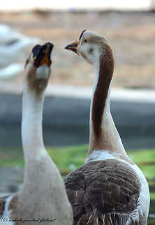 Made for each other..<3 Exif Info
Cam-Canon 550D
Lense-55-250
Focal length-200
f/stop-5.6
Shutter speed-350
ISO-Auto Anser anser domesticus,Domestic goose