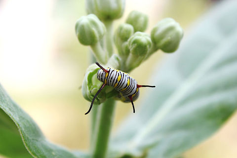 Little_Boy  Danaus gilippus,Queen