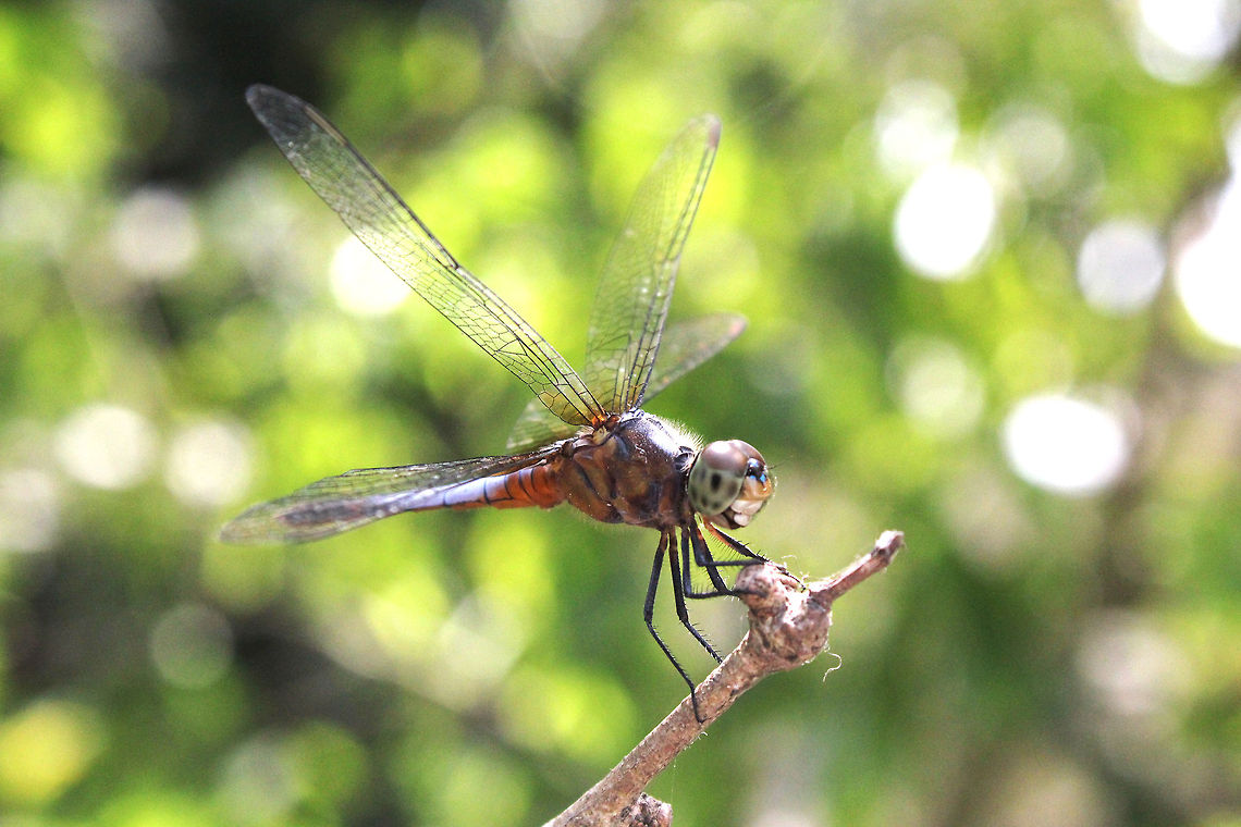 Ready_to_Fly  Lathrecista asiatica