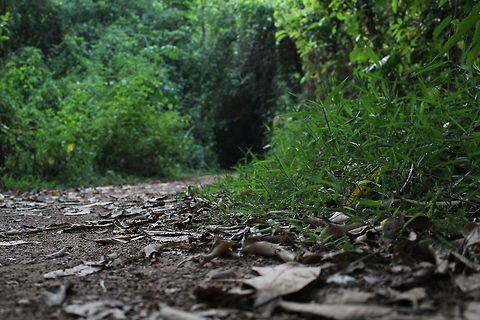 Jungle_Gate  forest,grass