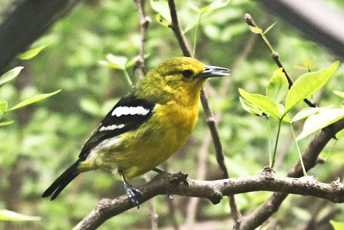 Little_Bird  Aegithina tiphia,Common Iora