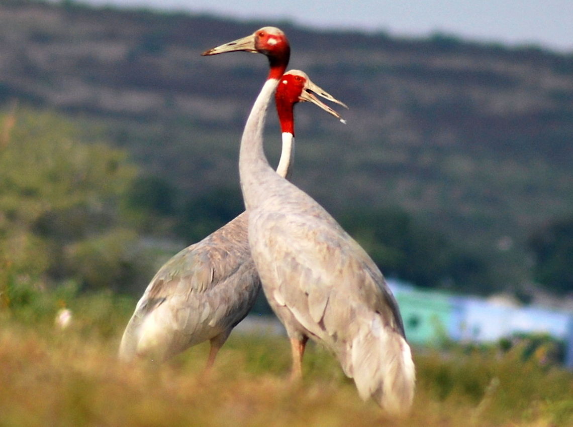 sarus crane pair sarus crane pair @ jhalawar village rajasthan india  Grus antigone,Sarus Crane