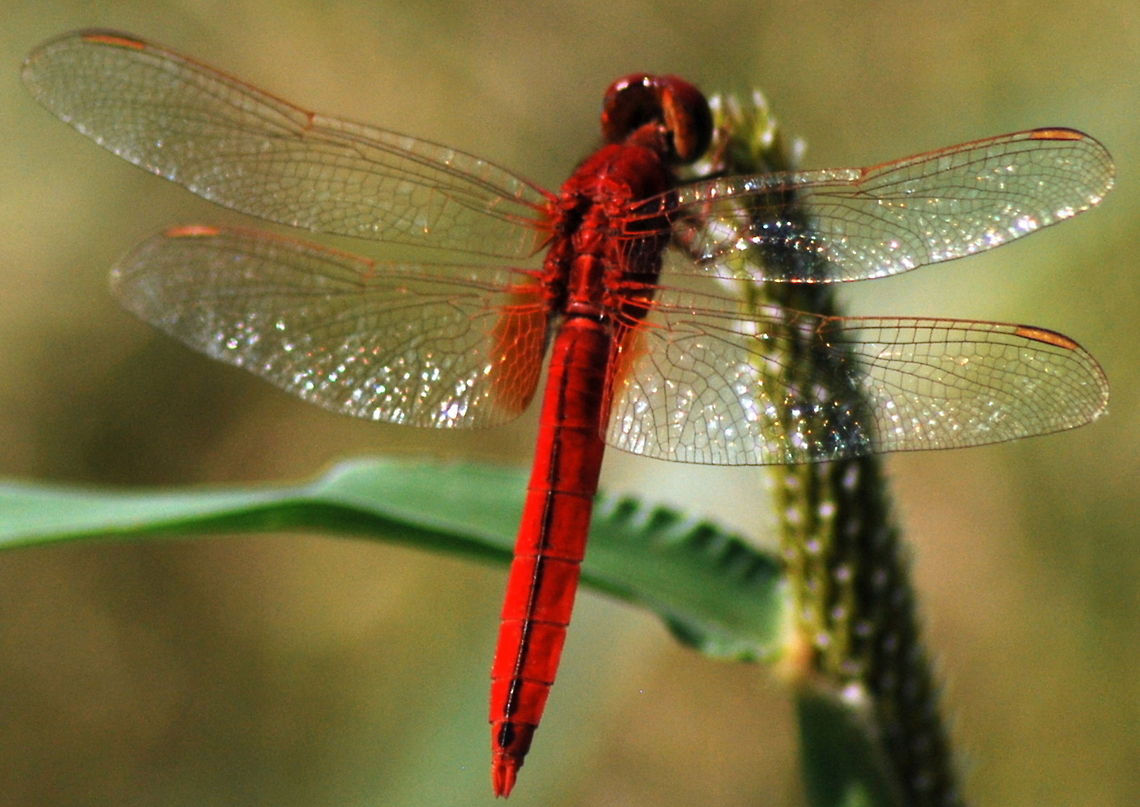 DSC_0251-001 red dragonfly with its fine natural red membrane  Urothemis assignata,dragonfly,red
