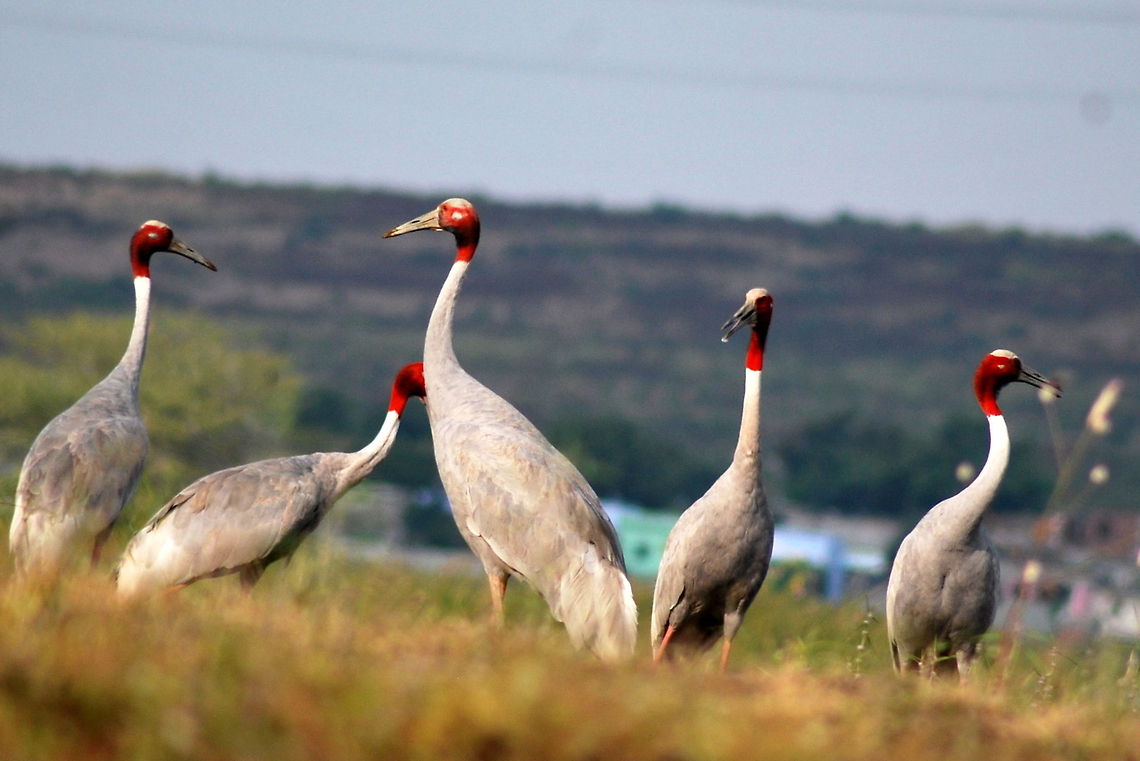 sarus crane  5 sarus cranes they are world&#039;s tallest flying birds. they pair only once in life if his/her partner goes missing he/she commit suicide    Fall,Geotagged,Grus antigone,India,Sarus Crane