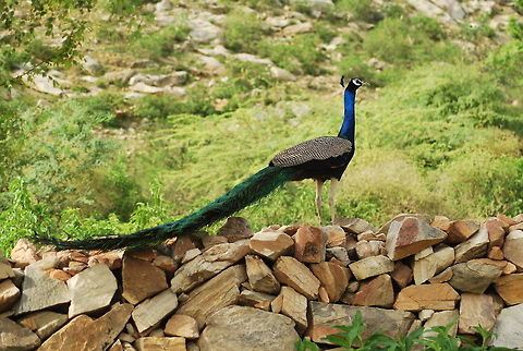 indian peafowl  Indian Peafowl,Pavo cristatus