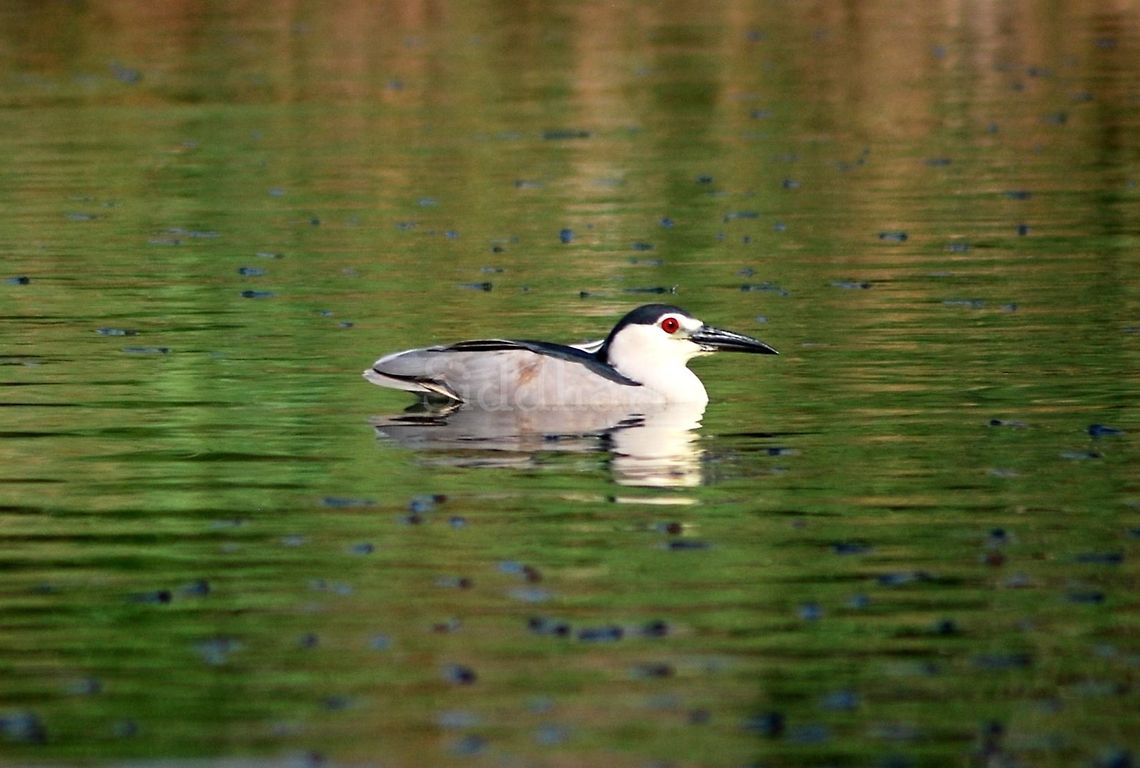 night heron - like a duck i have clicked night heron before this sitting on a branch of tree or nearby shore of lakes but this is like a surprise click for i first misjudged it with cotton teal but later realized that it is night heron swimming  Black-crowned Night Heron,Nycticorax nycticorax,night heron,swim,waterbirds