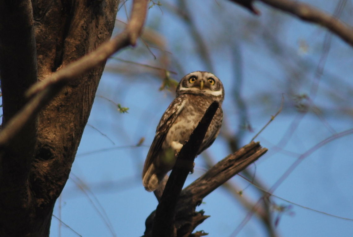spotted owlet intresting to see that group of crows are disturbing that owlet but what the reason i dont' know every crow try to irritate the owl and get away from the location  Athene brama,Spotted Owlet