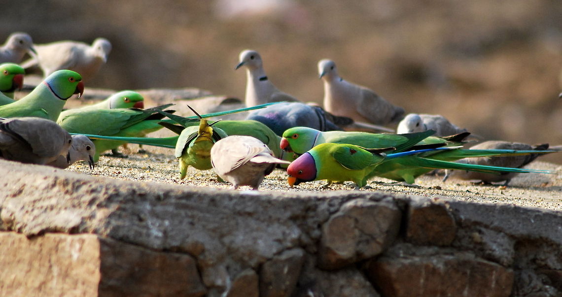 lets get together a common place for rose ringed ,plum headed and dove to get together for food. they all remain calm and enjoy having food with others Plum-headed Parakeet,Psittacula cyanocephala