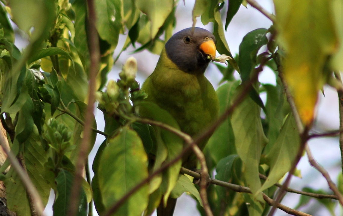 plum head parakeet female  Geotagged,India,Plum-headed Parakeet,Psittacula cyanocephala